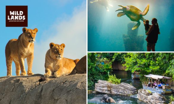 Tageseintritt für WILDLANDS Adventure Zoo Emmen nur 17,50 Euro