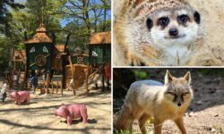 Eintritt in den Natur- und Tierpark Brüggen nur 7,50 Euro