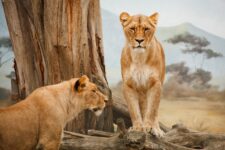 DIE KINDERFREIKARTE 2024 - Die kostenlose Safari für kleine Abenteurer im Serengeti Park Hodenhagen