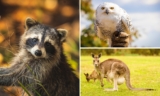 Familien-Tageseintritt in den Solinger Vogel- und Tierpark